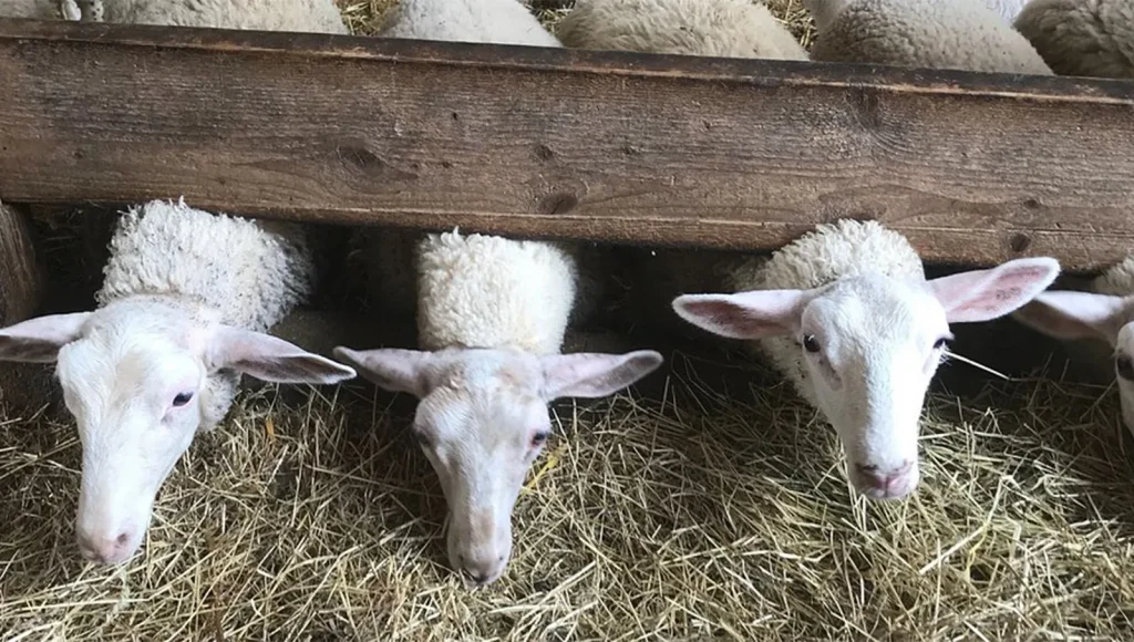 Boydells Dairy Farm