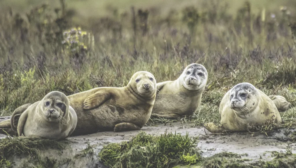 Discovery Seal Trips