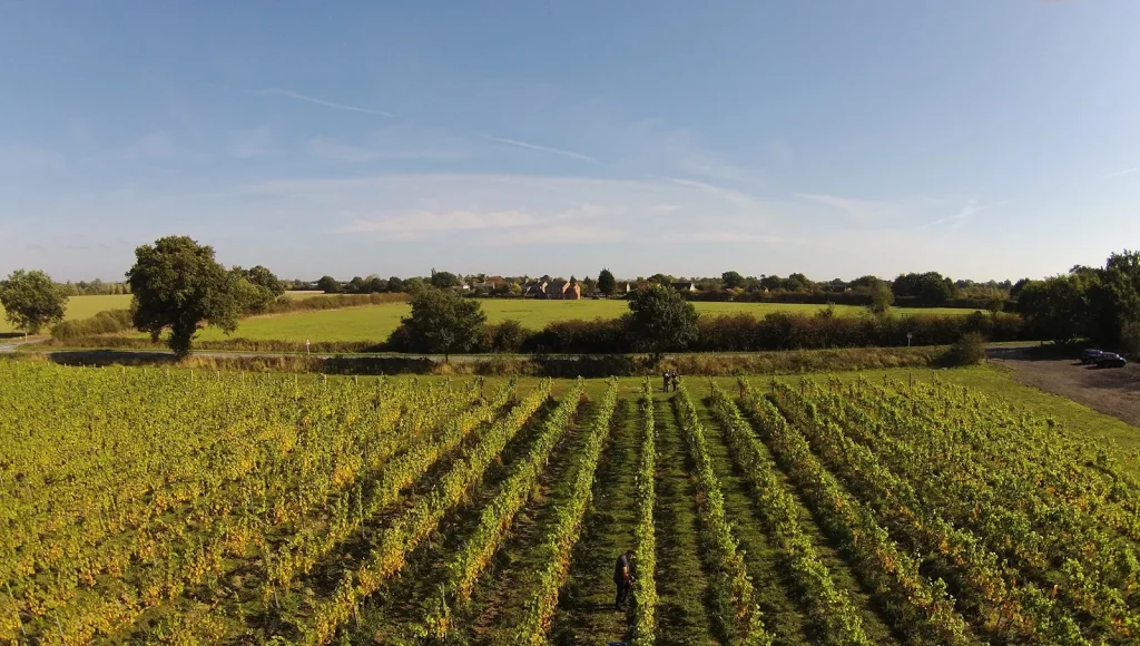 Prettyfields Vineyard
