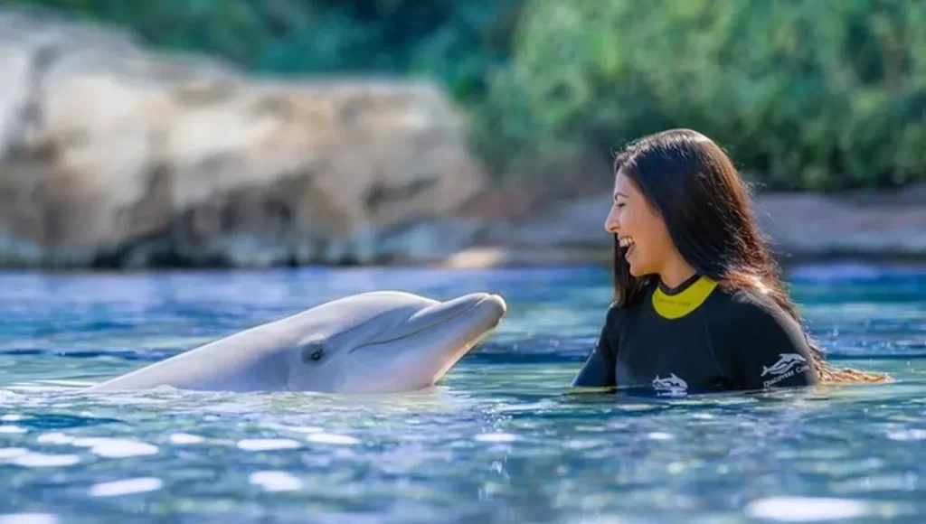 Dolphins at Discovery Cove