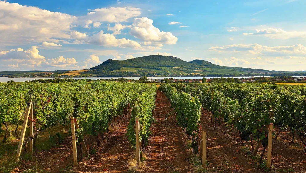 Moravian Wine Region