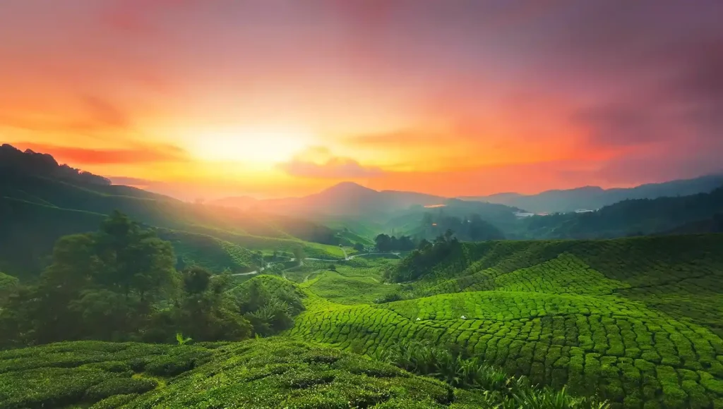Cameron Highlands, Malaysia