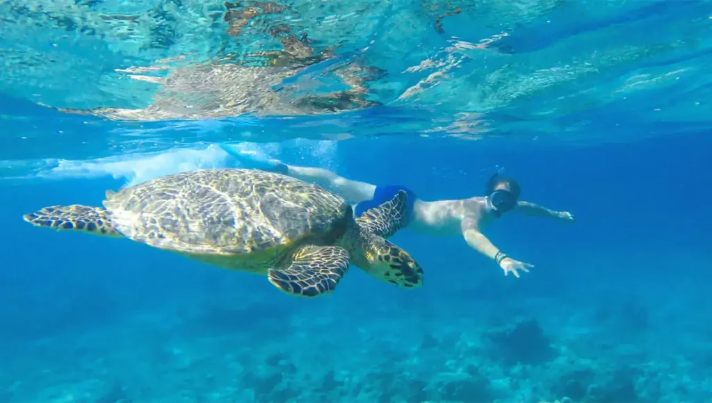 Swim, Snorkel, or Surf