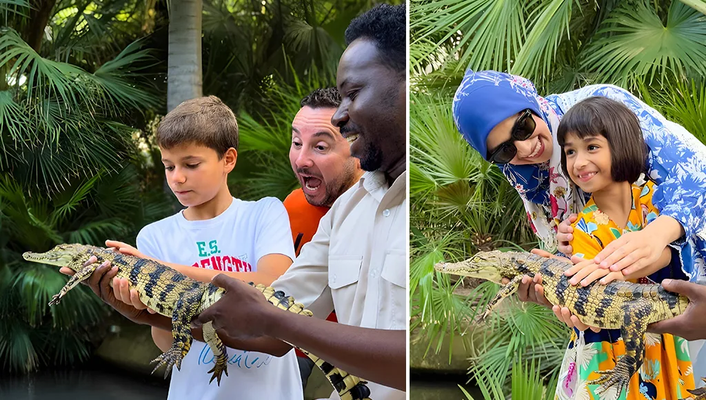 Baby Crocodile Experience