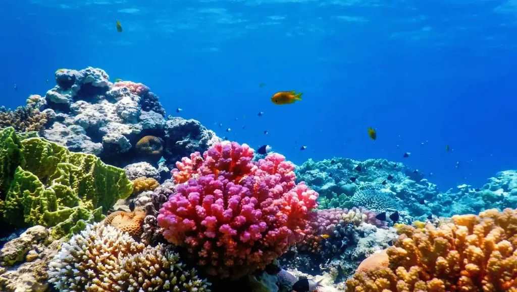 Marsa Alam’s Coral Reefs Are the Real Flex