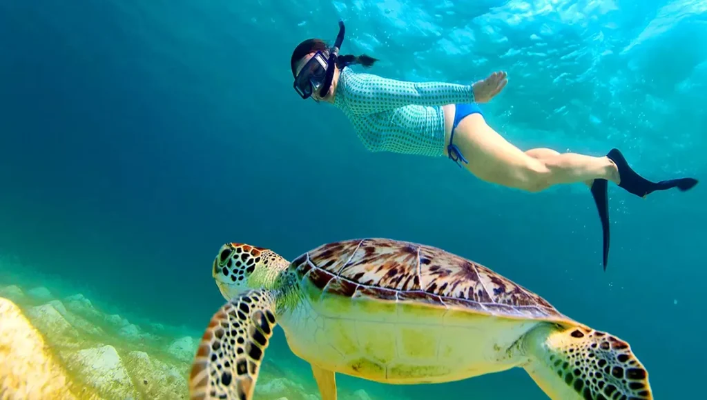 Snorkelling and Diving