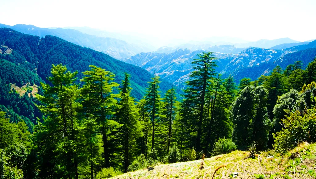 Kiala Forest