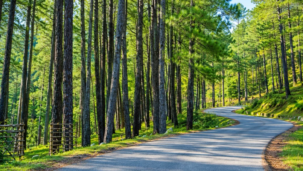 Pine Forests