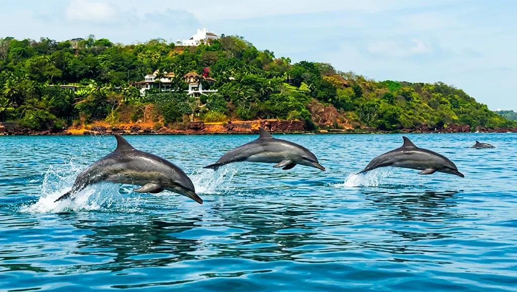 Spot Dolphins and Butterflies